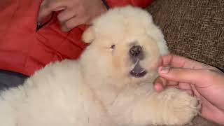 Russian Chow Chow Playing With Finger