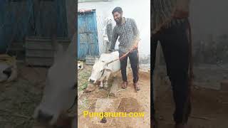 Punganuru Cow # pure punganuru breed