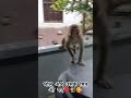 भोलू और उसके मित्र आ गए❤️🐒🥰 monkeyvideo monkeylover monkeylove