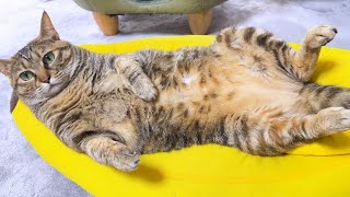 人間みたいな寝方をする猫の柴犬ママへのアピールがすごくて可愛い！