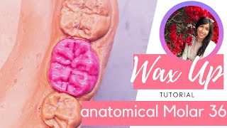 Dental Wax Up Molar 36 [Waxup Tutorial with explanation] for dental study and dental technician