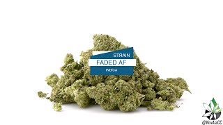 Cannabis Strain: FADED AF (Indica)