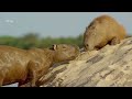 la tierra del jaguar vida salvaje documental de animales hd