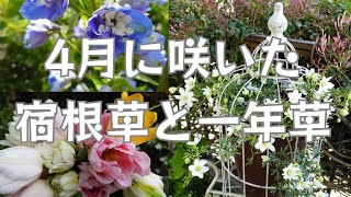 2024.4.10【4月に咲いた宿根草と一年草】#vlog #garden