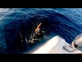 spearfishing yellowtail in san diego catch clean cook