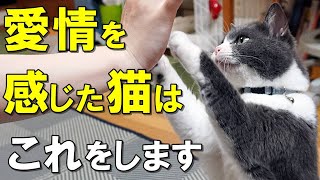 飼い主の愛情が伝わる瞬間！愛情を感じている猫が見せる行動８選【保護猫】