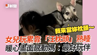 女兒玩累睡翻！貼心汪溫柔守護：當妳的枕頭💗｜寵物動物｜米克斯｜狗狗｜精選影片