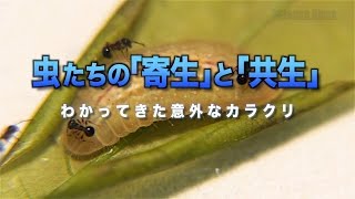 [ScienceNews2015]虫たちの「寄生」と「共生」　わかってきた意外なカラクリ（2015年10月16日配信）