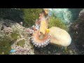 素潜り漁中にタコvsウツボの喧嘩が始まった！octopus vs moray eel