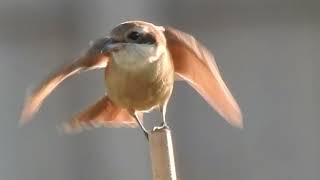 紅尾伯勞捕食昆蟲 Red-tailed shrike Eating Insect 2022/1/2