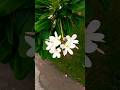 White Champa/Plumeria Alba plant #youtubeshorts #flowers #trending