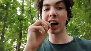 How to Eat a Honeysuckle [tutorial]