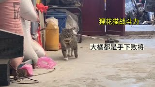 在家是咪咪，出门叫丧彪，据说这是所有狸花猫的特性