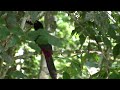 collared aracari pteroglossus torquatus