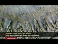 কক্সবাজার সৈকতে ভেসে আসছে শত শত মৃত জেলিফিশ coxbazar jellyfish