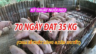 KỸ THUẬT NUÔI HEO 70 NGÀY ĐẠT 35 KG (Tính từ khi đẻ)