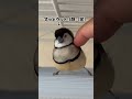 小鳥はかわいい！たとえどんな性格だろうとも・・・🐧 finch bird カノコスズメ あめたん owlfinch