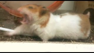 のびあくびするハムスター Golden Hamster Yawn