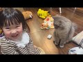 ハンドスピナーで遊ぶ猫　サイベリアンa cat playing with a fidget spinner.siberian