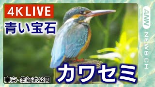 【4K映像】カワセミLIVEダイジェスト版　青い宝石・清流の鳥「カワセミ」ライブ配信のいいところだけをまとめました！ 東京･町田市 薬師池公園