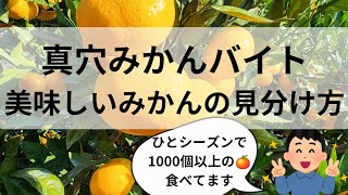 真穴みかんバイト。美味しいみかんの見分け方