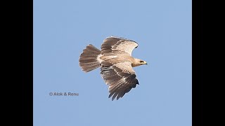 Tawny Eagle soaring on desert thermals : Amazing Wildlife of India by Renu Tewari and Alok Tewari