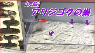 蟻戦争Ⅲ＃179 【前編】10000匹の蟻が「アリジゴク」の大量に潜む砂地に侵入したら！  編～10000 ants vs Antlions～