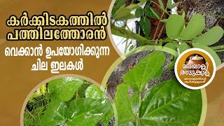 പത്തിലതോരൻ വക്കാൻ പറ്റുന്ന ഇലകൾ. SOME LEAFY VEGETABLES USING PATHILATHORAN