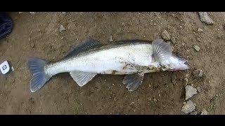 Pêche d'un sandre de 65cm au vif avec ferrage en direct ! (Bretagne) GO PRO