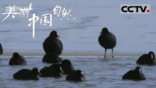 【ENG】是鸟还是鸡？常常在迁徙中掉队也就只有它了吧！《美丽中国自然》黄河之水系列【CCTV纪录】