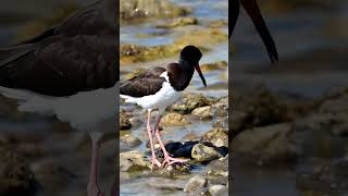 Can You SPOT the American Oystercatcher in This Wildlife Scene?  #bird #birds #forestbirds