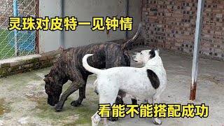 实拍：农村配狗现场，灵珠对皮特一见钟情，看看今天能配成功吗？