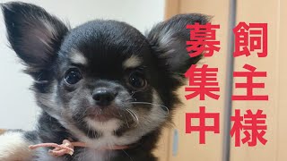 【飼い主様募集中】普段の犬舎の様子を見てください