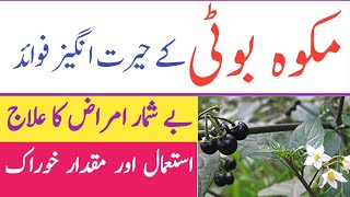 Mako Boti Ke Fayde In Urdu || Solanum Nigrum Benefits || Mako Ke Fayde Or Nuqsan