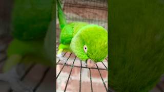 🦜😱 ছয়টা কথা বলতে পারা টিয়া পাখি বিক্রয় হবে #bird_likes #greenparrot #bird #indianbird #shorts