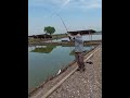 mancing bandeng