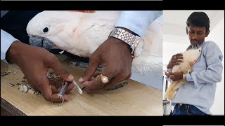 Why And How To Trim The Nails Of Birds / Nails Filing of Moluccan Cockatoo.