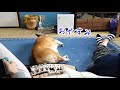 コーギー　寝る前のすりすり　pembroke welsh corgi