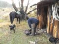 Molesworth Station cattle muster to Lake McRae, New Zealand. Rob Suisted photo assignment