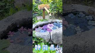 まだ静岡県で紫陽花を見てない方はこの動画を見て参考に行ってみてください#紫陽花 #観光 #お寺