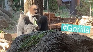 Lunch time ゴリラのランチタイム