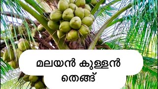 മലയൻ കുള്ളൻ തെങ്ങ് #agri