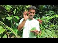 coffee farming and picking in my estate 🤩 vlog coorg by nilan