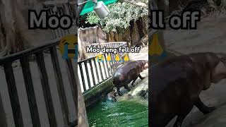 #wompwomp #moodeng #hippo #zoo #memes