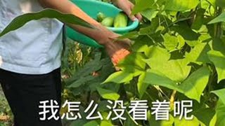 菜园开始进入丰收了，媳妇拿个盆进地采摘，黄瓜随手摘下直接吃！ #菜园子 #农作物 #田园生活乐趣多 #摘菜 #田园生活 #乡村田园生活 #采摘