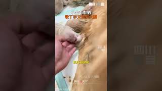 狗崽子搶奶喝，逮住兄弟的腿猛吸，竟還吃得津津有味……     【四川觀察】