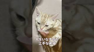 ちょっかいを出す兄の耳を甘噛みして上手にいなす弟猫 #shorts