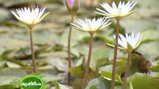 Cultivation of water lily and lotus on a large scale