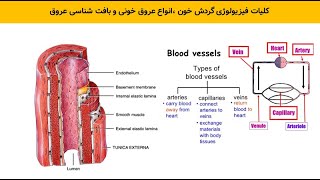 کلیات فیزیولوژی گردش خون،انواع عروق خونی   و بافت شناسی عروق