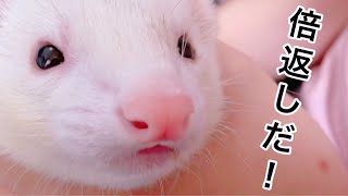 【フェレット姉弟】毎週日曜日の半沢直樹が楽しみすぎるチョコミント家【ferret#327】